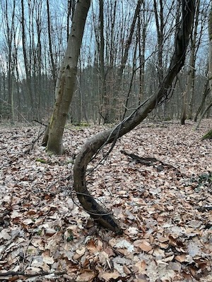 Krummer Baum Krummer Baum