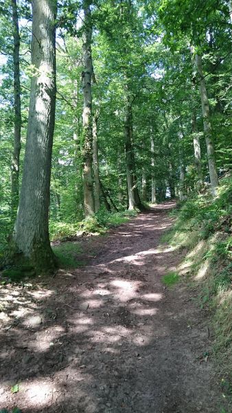 Weg im Frühling durch Wald