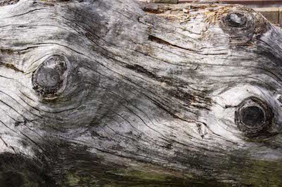 Verwitterter Baumstumpf