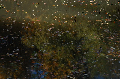 Herbstliche Blätter auf einem Teich