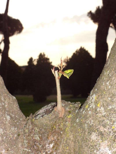 Neuer Trieb in einer Baumgabel
