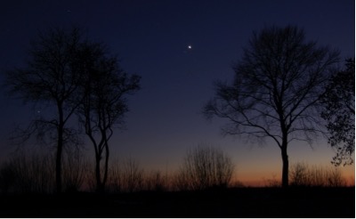 Bäume in Abendstimmung