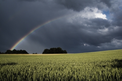 Regenbogen über grünen Weizenfeld