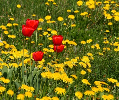 Blumenwiese