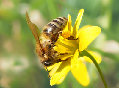 Biene auf gelber Blume