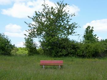 Rote Bank auf Gras vor Bäumen