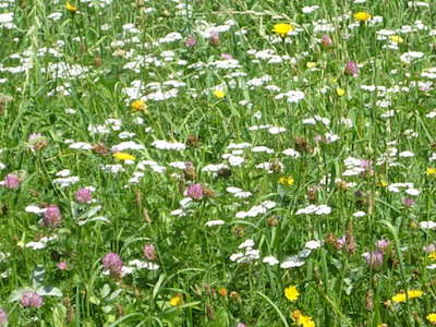 Sommerwiese