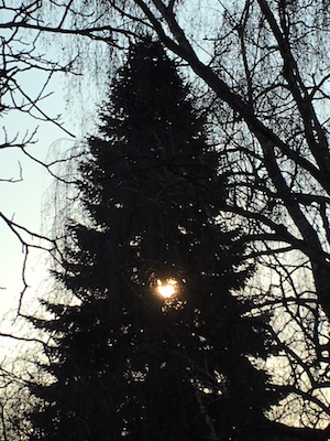 Sonnenaufgang hinter einem Nadelbaum Sonnenaufgang hinter einem Nadelbaum