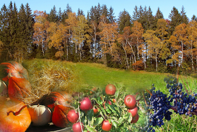 Collgage herbstlicher Waldrand mit Kürbis, Äpfel und Trauben im Vordergrund
