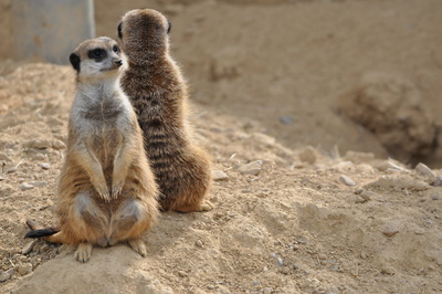 2 Erdmännchen Rücken an Rücken