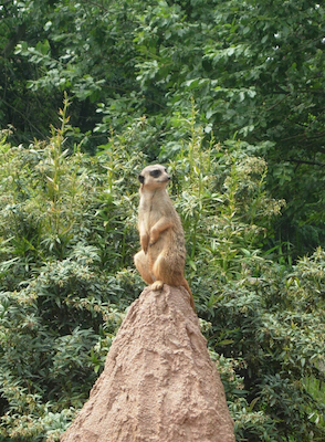 Erdhörnchen auf Sandhügel
