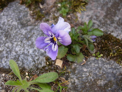 Blume zwischen Steinen