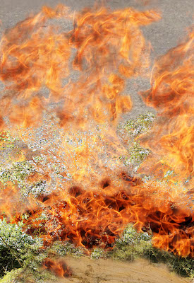 Brennender Dornbusch