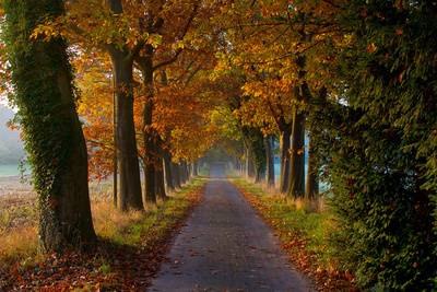herbstliche Allee