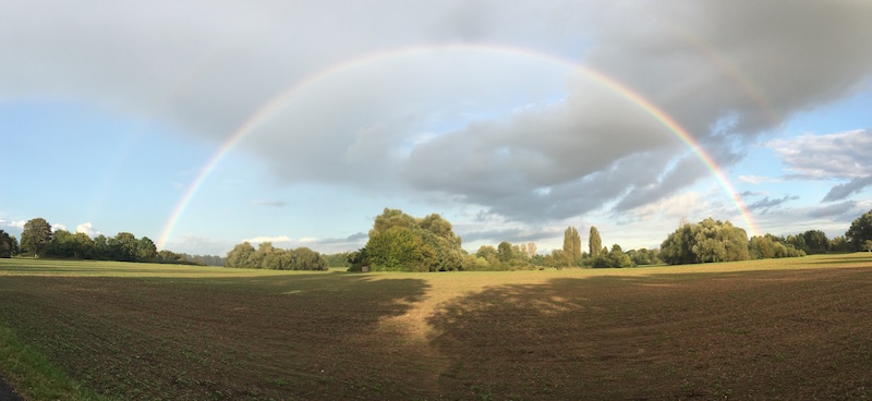Regenbogen über Feld und Bäumen