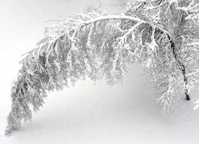 Schnee im April auf einem Ast Schnee im April auf einem Ast
