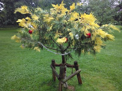 Blühender geschmückter Weihnachtsbaum Blühender geschmückter Weihnachtsbaum