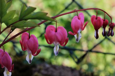 Blütenaufnahmen der Blumensorte Tränendes Herz