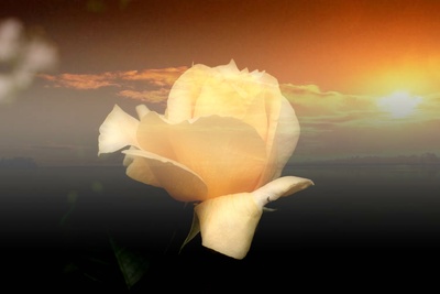 Rose im Sonnenuntergang