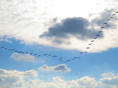 Kraniche-Formation am Wolkenhimmel