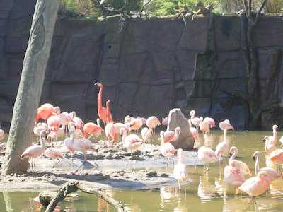 Gruppe Flamingos am Teich