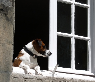 Hund schaut aus dem Fenster