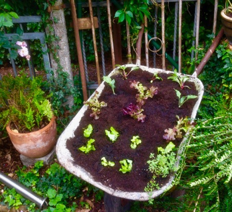 Bepflanzter Schubkarren Bepflanzter Schubkarren