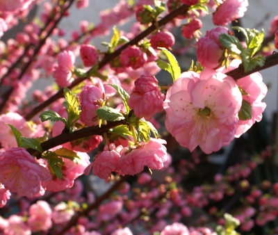 Blühender Mandelbaum