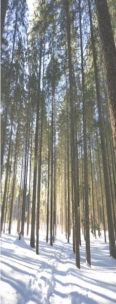 Wald im Schnee