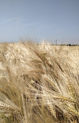 Weizenfeld in Nahaufnahme Weizenfeld in Nahaufnahme