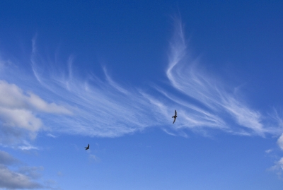 Blauer Himmel mit segelnden Vögeln