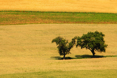 Felder und 2 Bäume in der Hitze