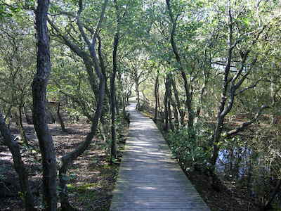 Weg in einem Laubwald