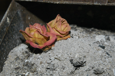 2 Rosen in der Asche 2 Rosen in der Asche