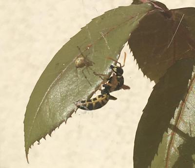 Kampf zwischen Spinne und Wespe auf einem Blatt