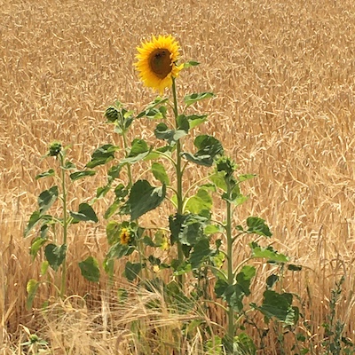 Sonnenblumen in einem Weizenfeld