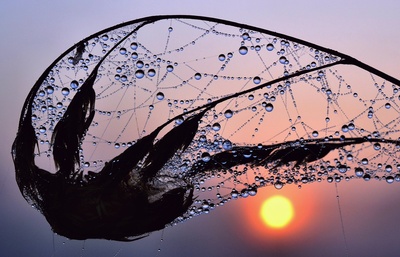 Oktobermorgen, Sonnenaufgang mit Wassertropfennetz an einem Ast