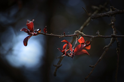 Rote Blüten in Nahaufnahme