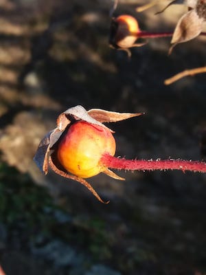 Hagebutte in der Wintersonne