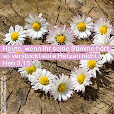 Gänseblümchenherz mit Vers aus dem Hebräerbrief