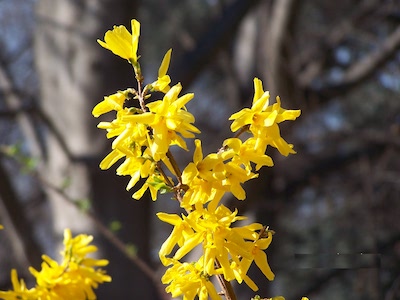 Blühende Forsythien