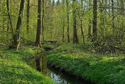Grüner Laubwald Grüner Laubwald
