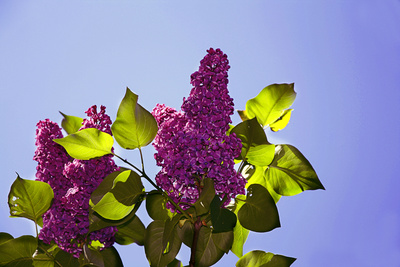 Blühender Fliederstrauch