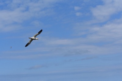 Fliegende Möwe am Sommerhimmel