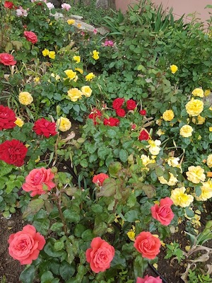 Rosen-Franziskus-Garten