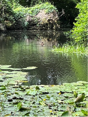 Seerosenteich Seerosenteich