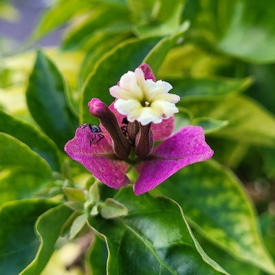 Bougainvillea-Blüte Bougainvillea-Blüte
