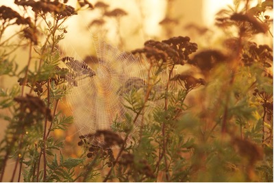 Spinnennetz zwischen Blumen im morgentlicher Stimmung