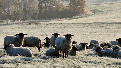 Schafherde auf winterlicher Weide
