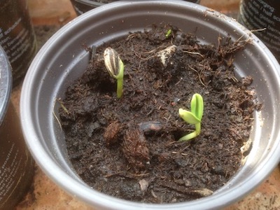 Blumentopf mit frischen Trieben aus der Erde